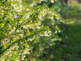 Close up Bunch of Water Jasmine Flowers Isolated on Background