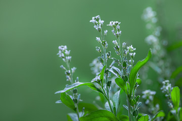 Meadow white flowers on misty blurred green background, delicate macro floral landscape in soft light, with free copy space