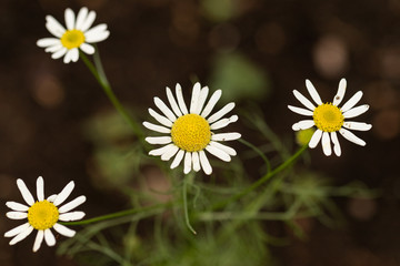 Obraz premium beautiful daisies in the green grass