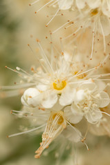 Fototapeta na wymiar white flowers on a background
