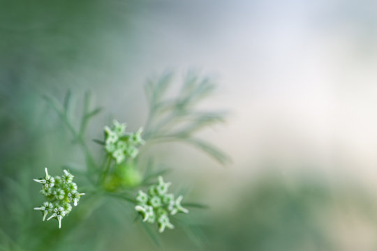 Buds of small meadow flowers on colorful misty blurred background, soft focus, delicate macro floral landscape in pastel tones, free copy space