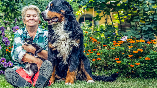 Family. Grandmother sitting in the garden with a cat in his hands and sitting next Mountain Dog. Grandma smiled sweetly dog. Overall plan. Cinema format 16:9