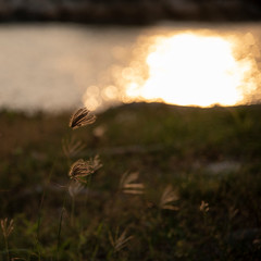 Tiny grass flower blow in the wind with sunshine at dusk