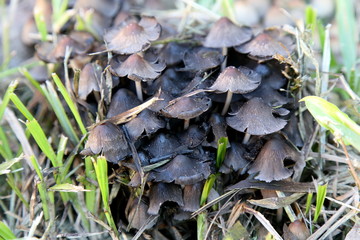 variety of mushrooms that grow in the garden in winter