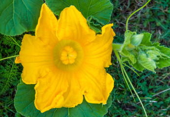 Closeup from a pumpkin blossom. Concept flowers of useful plants.