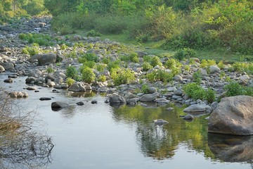 river is flowing  in the forest