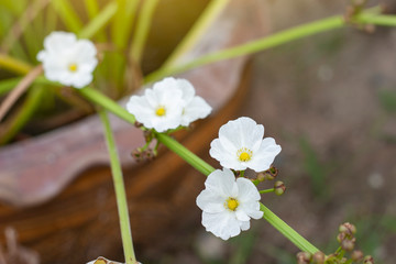 Obraz premium White Burhead or Texas mud baby bloom in pot with sunlight on blur nature background.