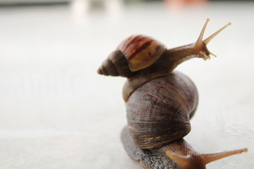 snail on leaf