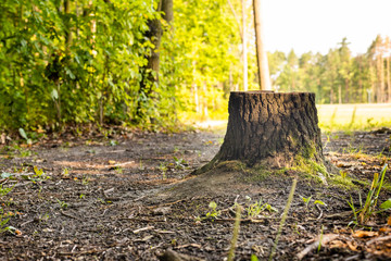 Tree stump after cutting.