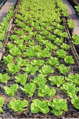 Young lettuce plants in the garden.