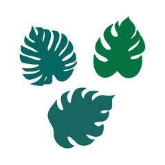 monstera leaf on the white background