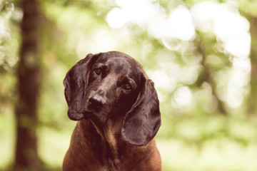 Bayerischer Gebirgsschweisshund
