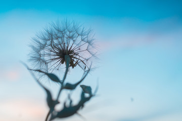 Fototapeta premium Dandelion on the background of the sunset sky.