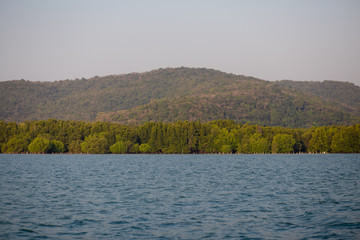 Tropical mangrove forest at Tha Mai District, Chanthaburi
