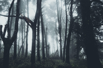 Obraz premium In the mist and rain forest, darkness