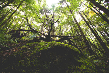 Naklejka premium root