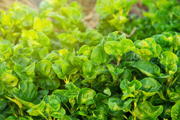 Background of Spinach Tree in an organic vegetable garden plant grown naturally and simply.