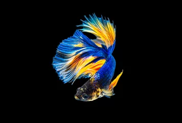  Het ontroerende moment mooi van gele en blauwe siamese betta vis of fancy betta splendens vechten vis in thailand op zwarte achtergrond. Thailand noemde Pla-kad of halve maan bijtende vis. © Soonthorn
