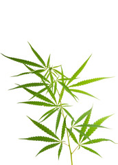 cannabis leaf isolated