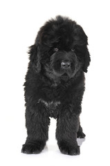 puppy newfoundland dog