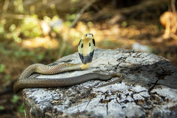 Snake Siamese cobra baby ( Naja kaouthia ) of Thailand on the stump in the rainy season natural...