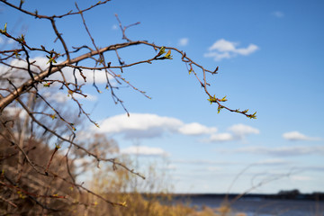 Close-up of a young branch with new green leaves in spring, with a lake