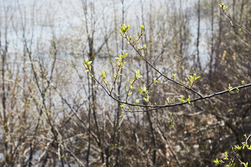Close-up of a young branch with new green leaves in spring, with a lake