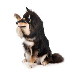 Finnish Lapphund in studio