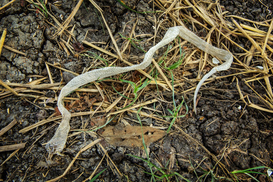 skin molt of snake cobra baby on the ground in the garden in the rainy season.
