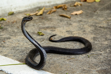 Black snake on the cement road. Indo-Chinese Spitting Cobra ( Naja Siamensis ) can spray venom to the enemy's eye when threatened for self defense.