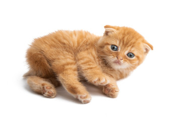 ginger kitten isolated