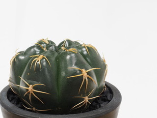 サボテン海王丸