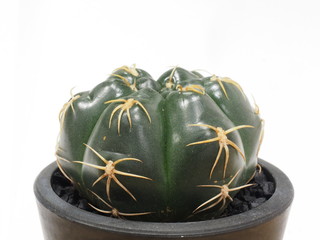 サボテン海王丸