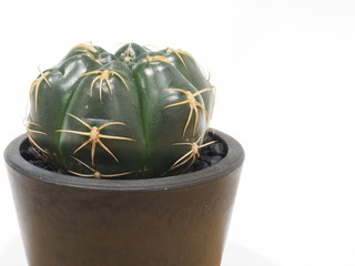 サボテン海王丸