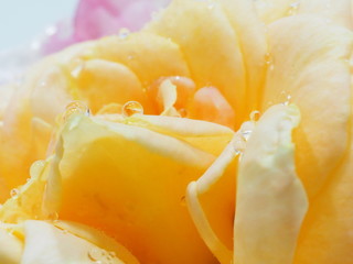 オレンジ色の薔薇と水滴