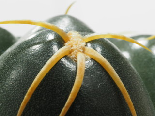 サボテン海王丸のアップ