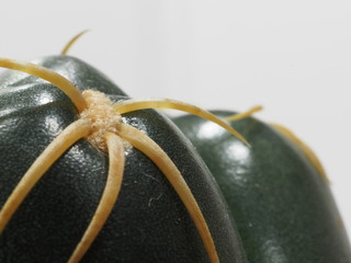 サボテン海王丸のアップ