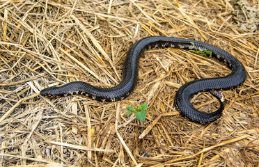 Red-tailed pipe snake not dangerous. but like to lift and spread the tail to threaten the enemy to misunderstand that is venomous imitate cobra. in agricultural garden countryside of Thailand.