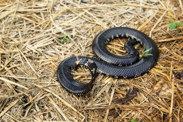 Red-tailed pipe snake not dangerous. but like to lift and spread the tail to threaten the enemy to misunderstand that is venomous imitate cobra. in agricultural garden countryside of Thailand.