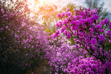 Rhododendron Ledebour closeup, selective focus. Purple-rose bushes grow wild in the mountains. Altai Sakura.