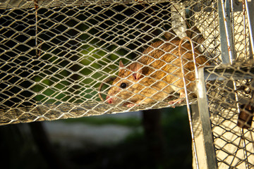 Close-up face and eyes of mouse in spring trap cage hung with a pole. Trapping catch for removal rat that is pest and cause dirt with carriers of disease in the agricultural garden countryside.