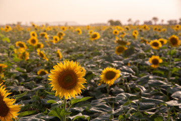 Fototapeta premium beautiful sunflowers field in Zaragoza Spain