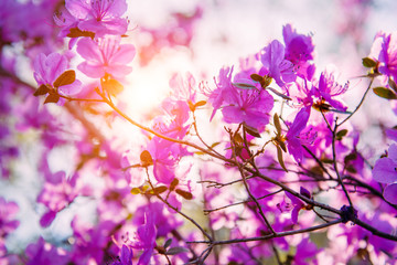Beautiful lilac-pink rhododendron flowers in bright sunlight. Shrub strewn with delicate purple flowers, close-up, selective focus. Natural backgrounds, wallpapers, postcards.