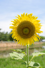 Fototapeta premium blooming sunflowers with blue sky
