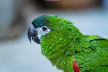 close up green Hahn macaw red shoulder