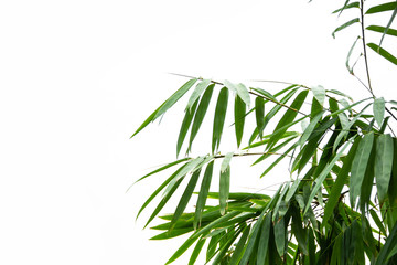 Branches and leaves of bamboo tree with water droplets in the rainy season isolated on white background and copy space.