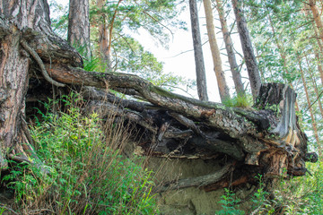 big roots of an old tree on a cliff bottom view