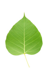 Back side of green bodhi leaf.