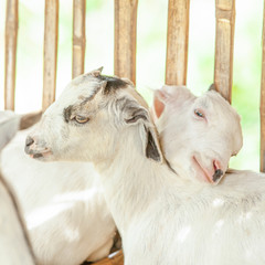Fototapeta premium Lovely couple kids leaning in bamboo stall.