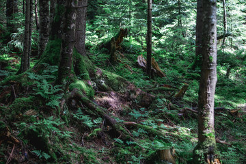 landscape view of woodland in summer time